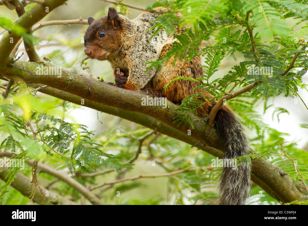 Maschio di Fox Squirrel in natura Habitat della Foresta Pluviale ecuadoriana Foto Stock