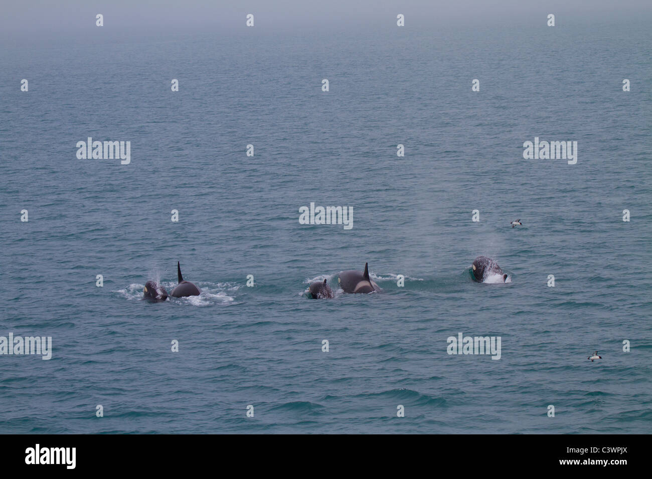 Pod di orcas con le femmine e i vitelli, Sud Atlantico Foto Stock