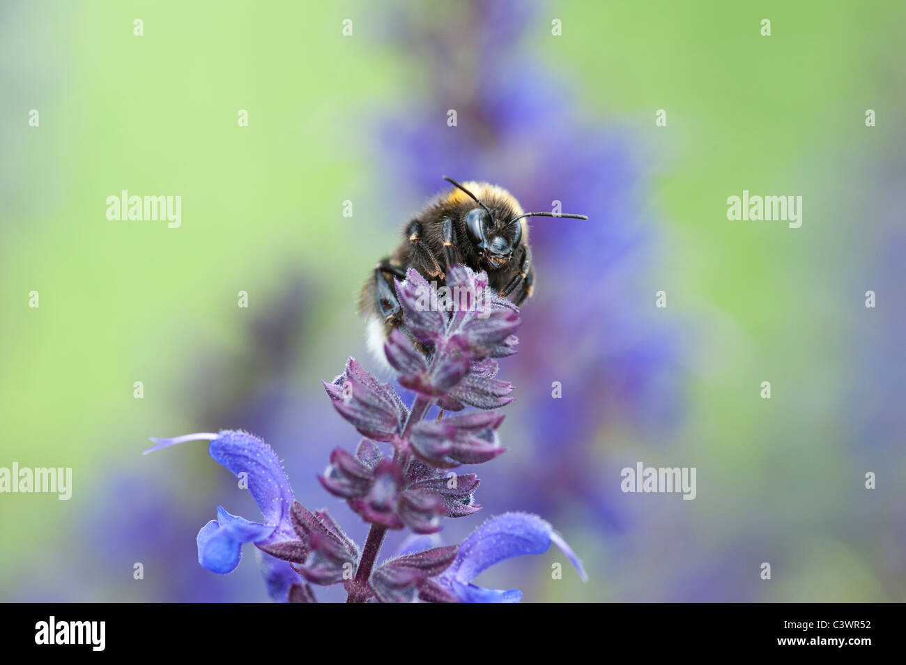 Bombus Lucorum. Bumble Bee su un fiore di Salvia in un giardino inglese Foto Stock