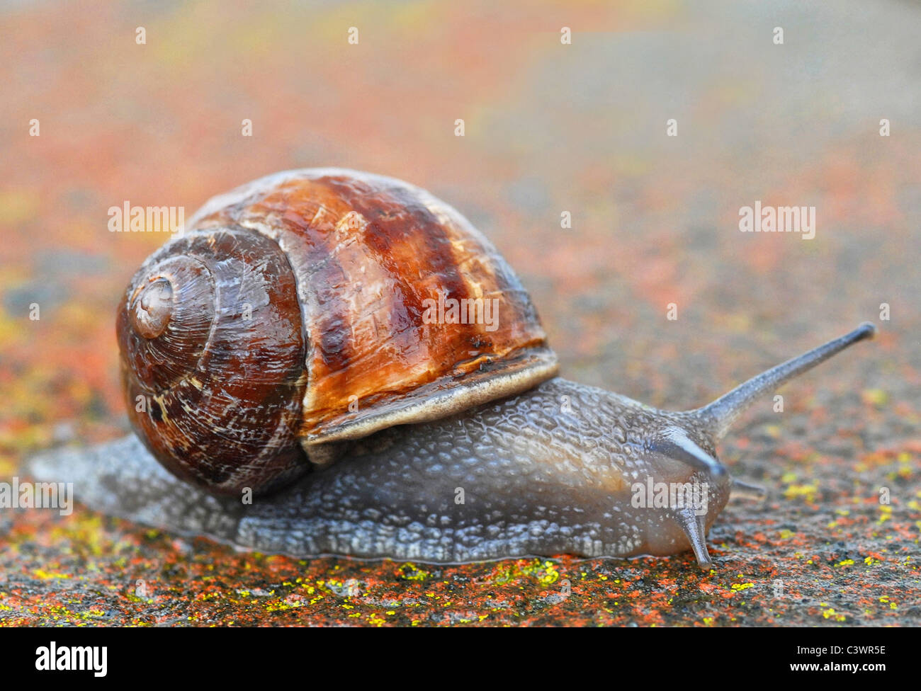 Helix Aspersa, noto con il nome comune di giardino lumaca, è una specie di lumache di terra, un pulmonate gasteropode Foto Stock