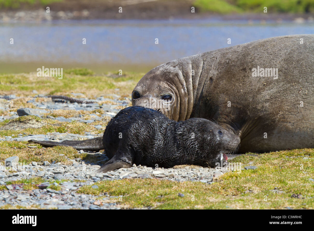 Elefante femmina con guarnizione nuova nata pup, Stromness, Isola Georgia del Sud Foto Stock