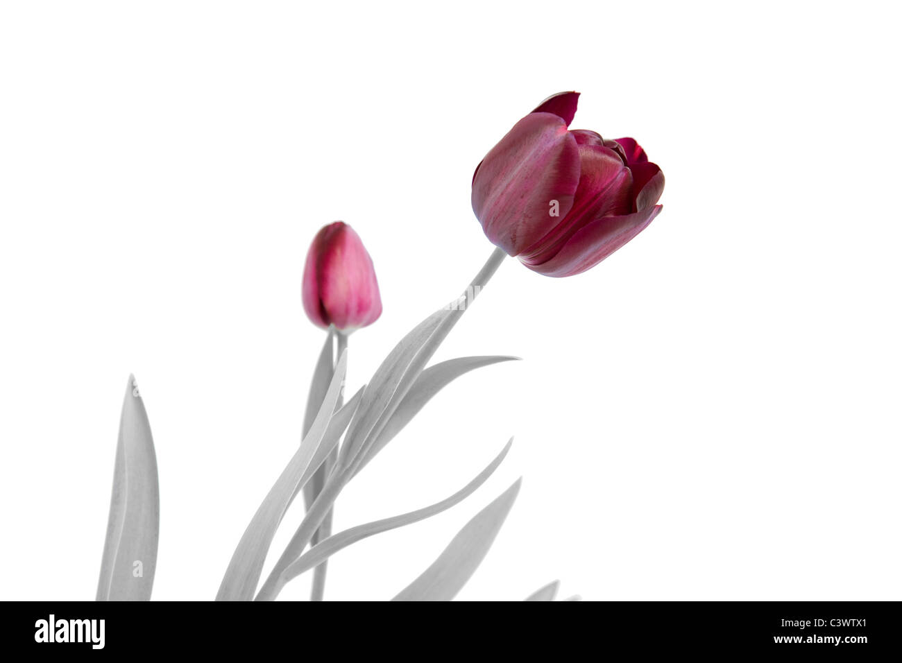 Studio di tulipani Foto Stock