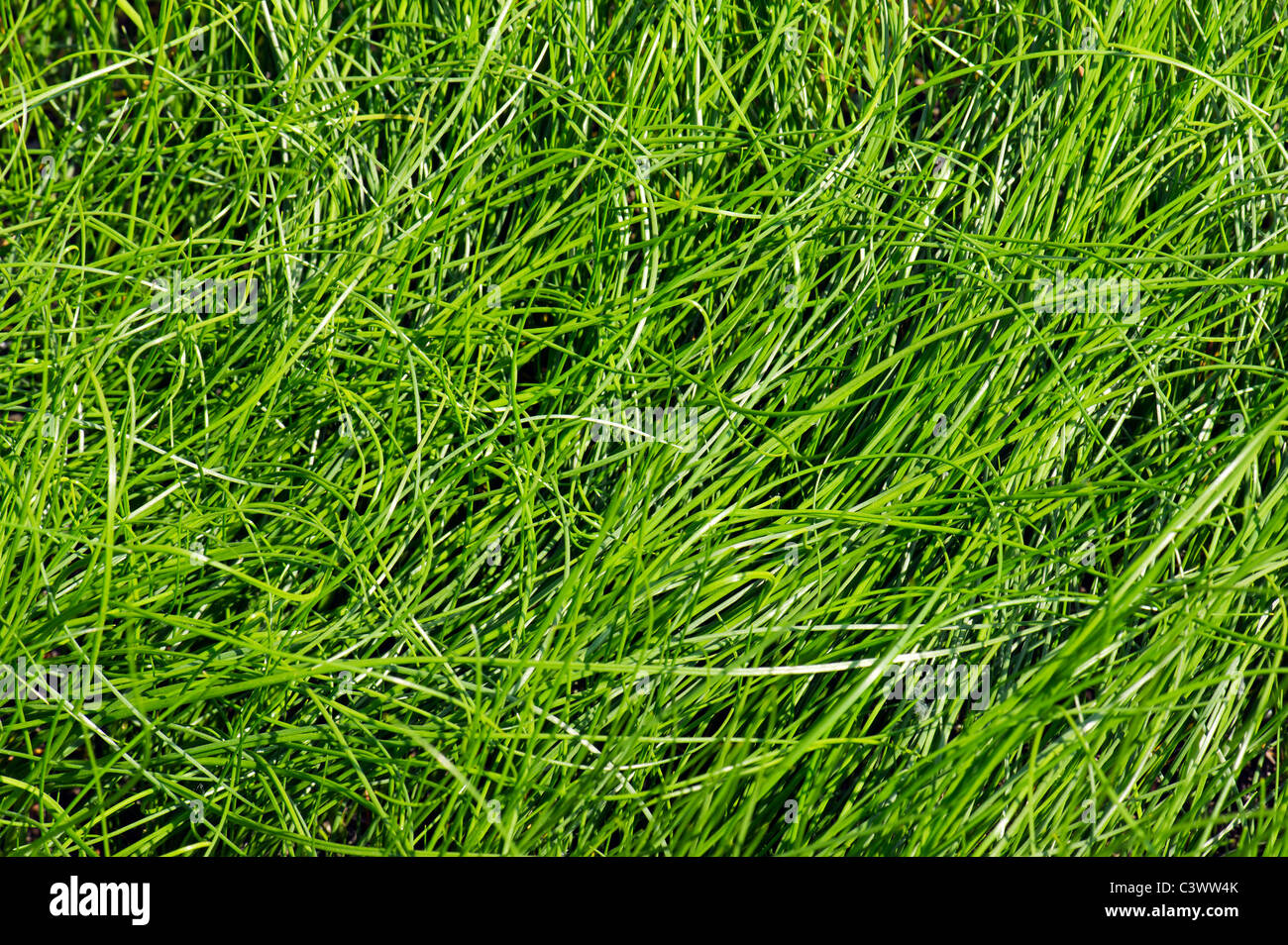 Juncaginaceae triglochin palustre Marsh arrowgrass europa a freccia Freccia erba verde erba struttura strutture di pianta fresca acqua d Foto Stock
