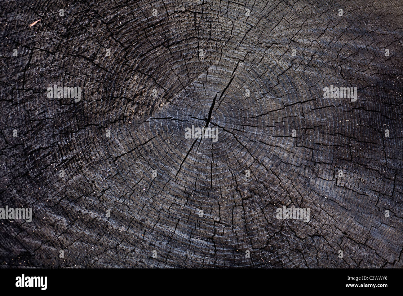 Texture di legno vicino fino per lo sfondo Foto Stock