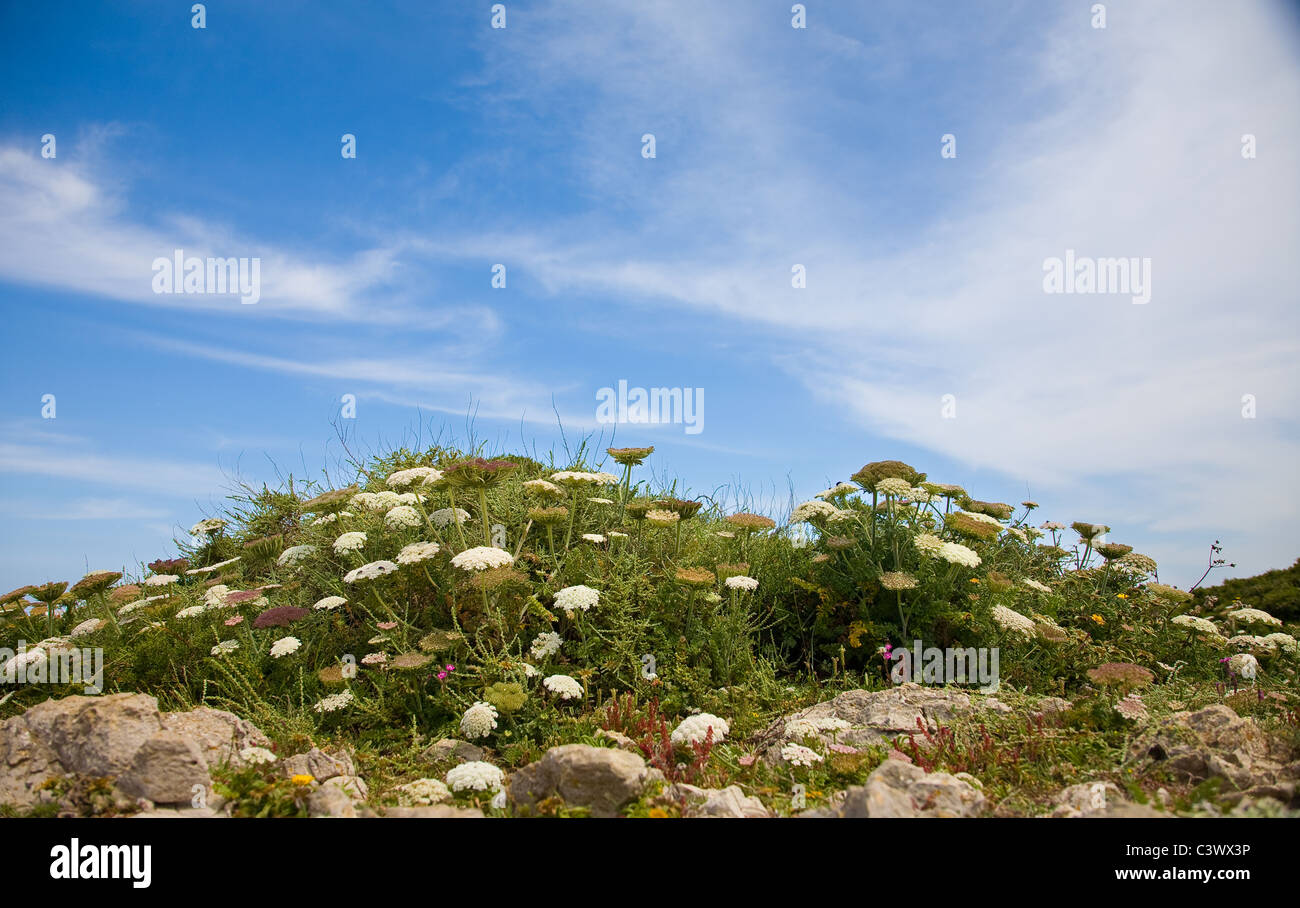 La crescita delle piante nella zona costiera del Portogallo Foto Stock