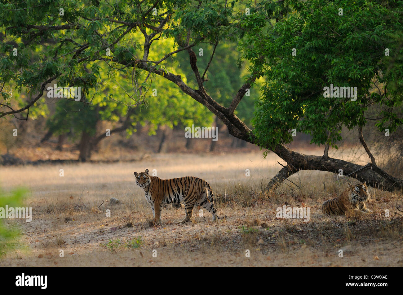 Coppia di corteggiare le tigri del Bengala (maschio e femmina) su una mattina d'estate in Bandhavgarh Riserva della Tigre, India Foto Stock