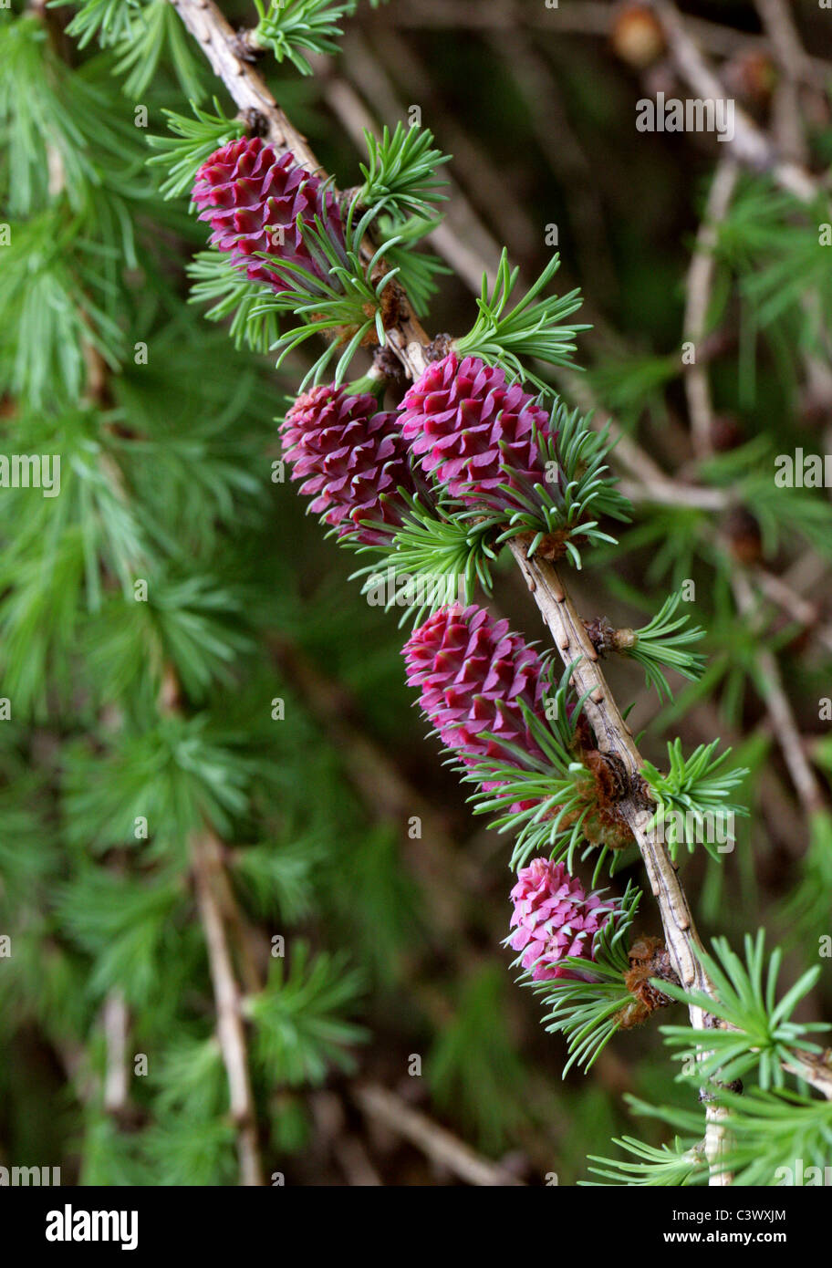 Larice europeo, Larix decidua, Pinaceae. L'Europa. Coni giovani in primavera. Foto Stock