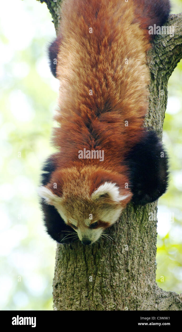 Panda rosso scendendo tree Foto Stock