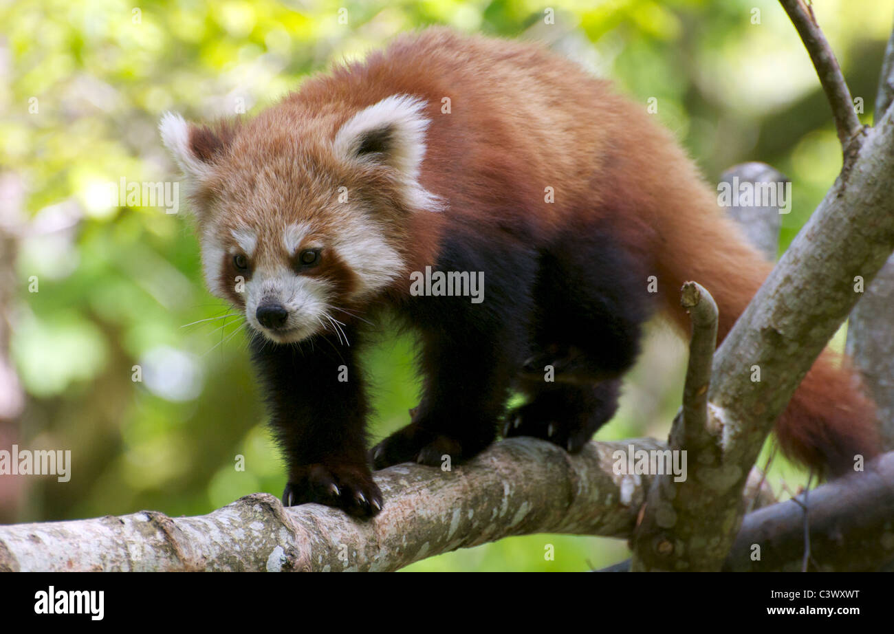 Panda rosso sul ramo Foto Stock