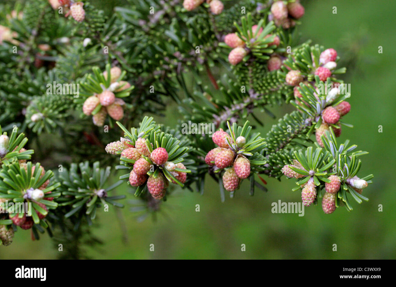 Il coreano abete, Abies koreana, Pinaceae. Corea, Asia. Foto Stock