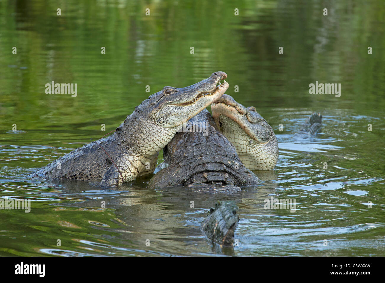 Gli alligatori americani presso l allevamento Gatorland Marsh, Florida Foto Stock