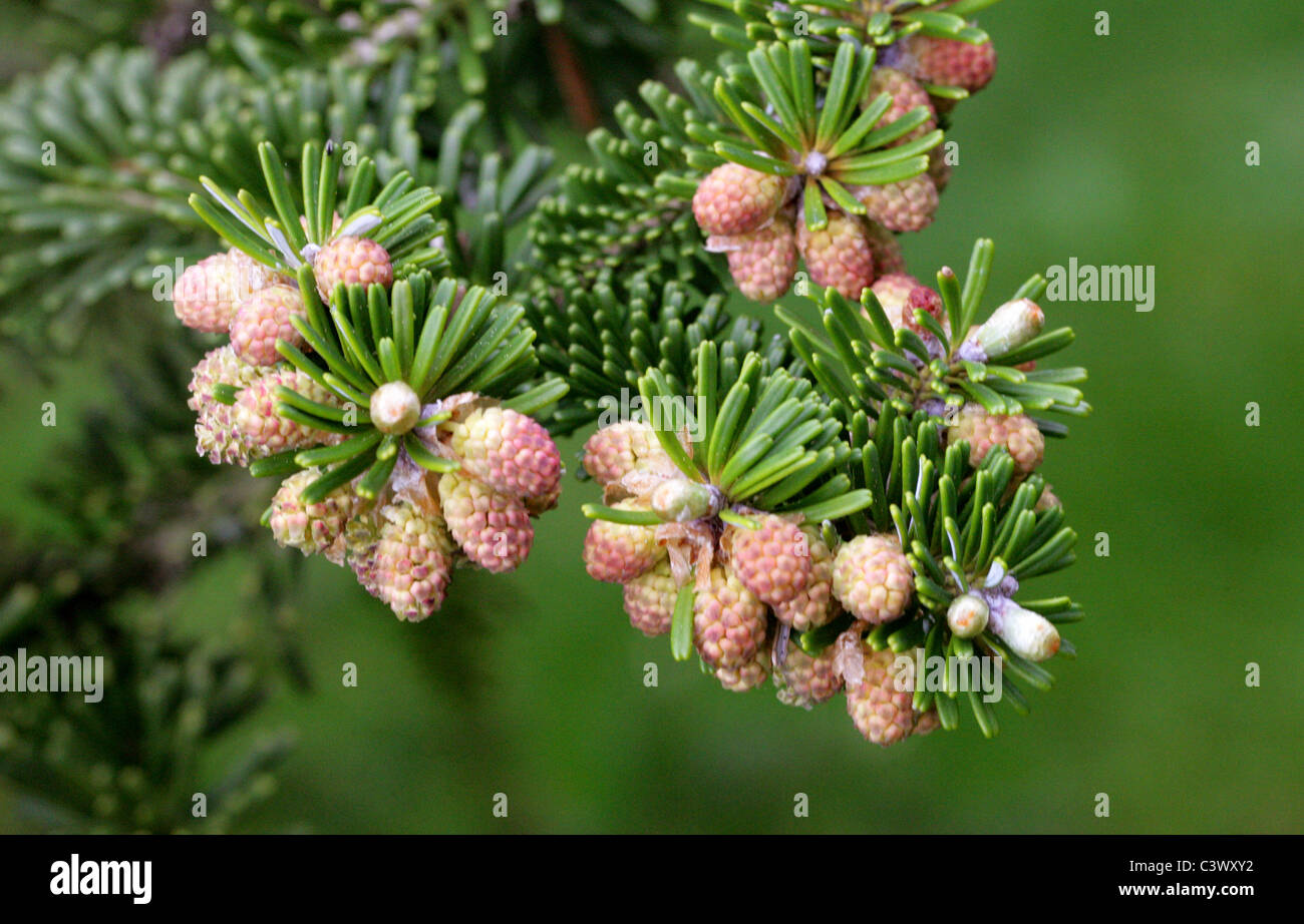 Il coreano abete, Abies koreana, Pinaceae. Corea, Asia. Foto Stock