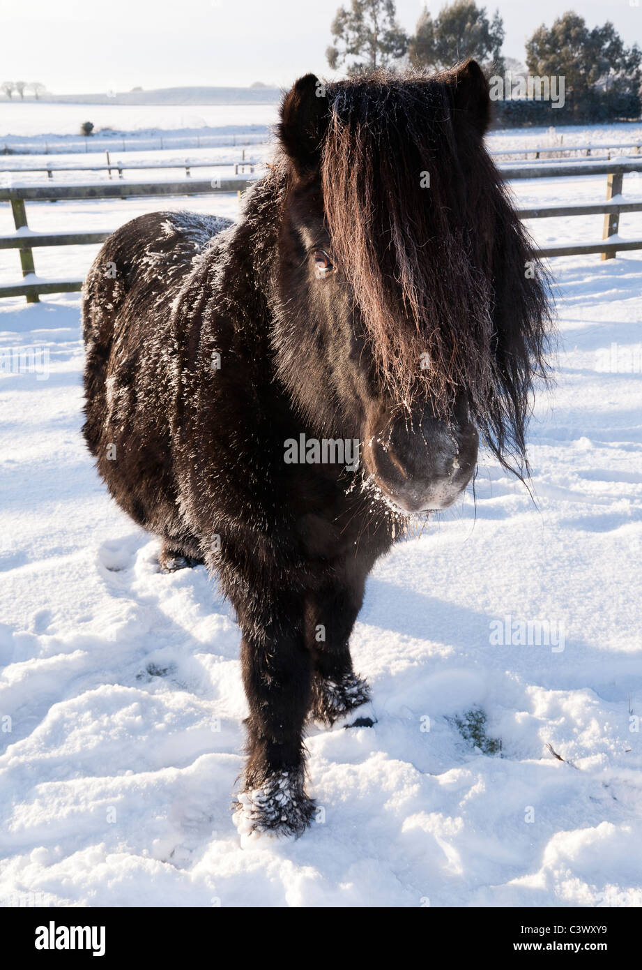 Un nero pony Shetland nella neve Foto Stock