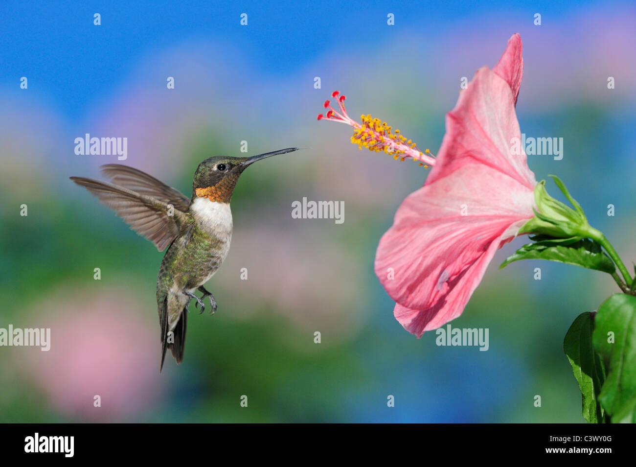 Ruby-throated Hummingbird (archilochus colubris), maschio in volo su alimentazione fiori di ibisco, Hill Country, Texas centrale, STATI UNITI D'AMERICA Foto Stock