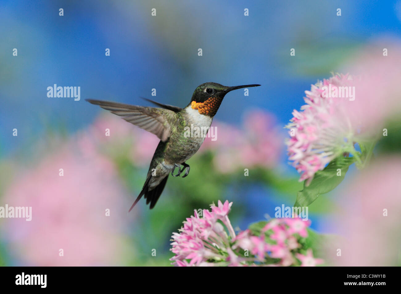 Ruby-throated Hummingbird (archilochus colubris), maschio in volo onPentas alimentazione fiore, Hill Country, Texas centrale, STATI UNITI D'AMERICA Foto Stock