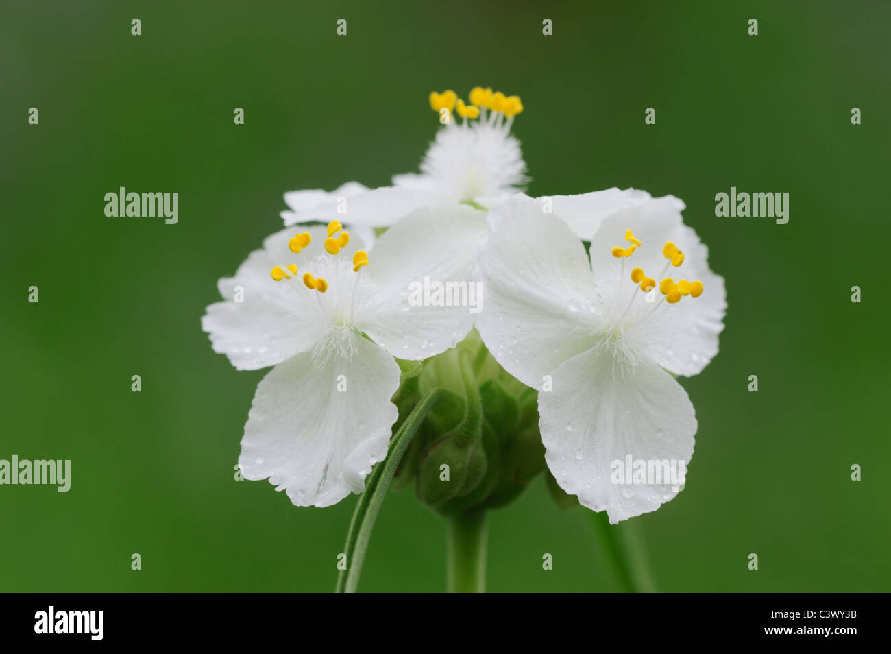 Prairie Spiderwort (Tradescantia occidentalis), bianco morph blooming, Palmetto State Park, Contea di Gonzales, Texas, Stati Uniti d'America Foto Stock