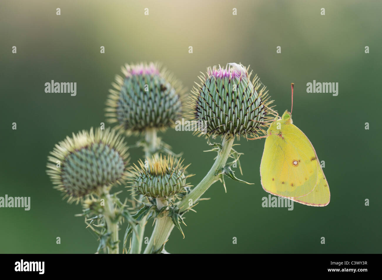 Arancione (Zolfo Colias eurytheme), Adulto sul Texas thistle (Cirsium texanum), Laredo, Webb County, Texas del Sud, STATI UNITI D'AMERICA Foto Stock