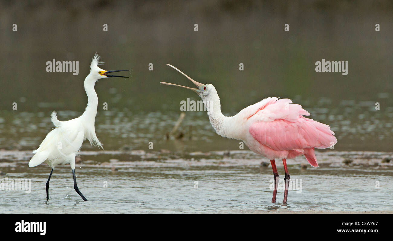 Una controversia territoriale tra un roseate Spoonbill e un airone nevoso. Foto Stock