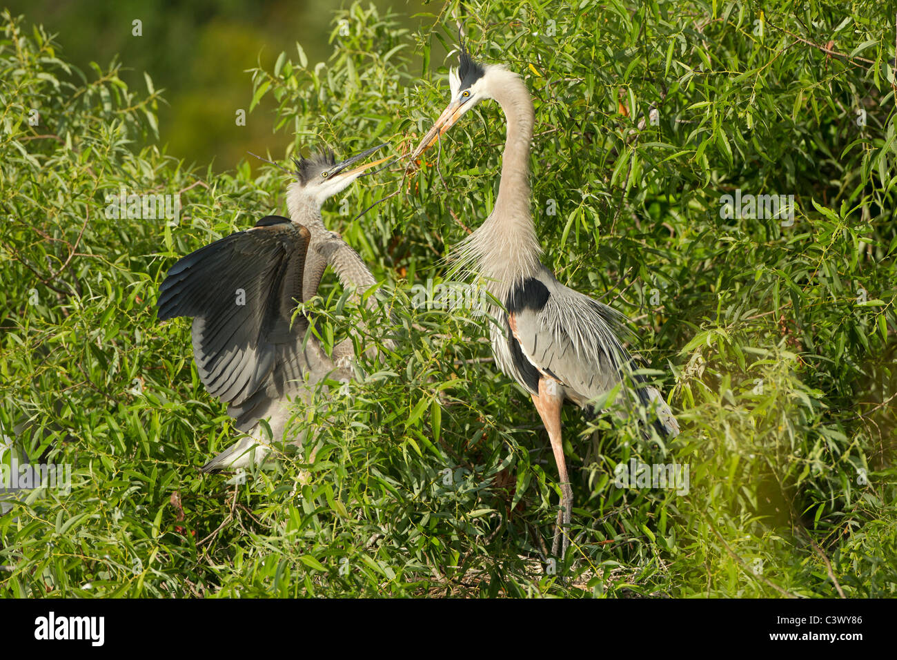 Airone blu alimentazione chick, Venezia Rookery, Florida. Foto Stock