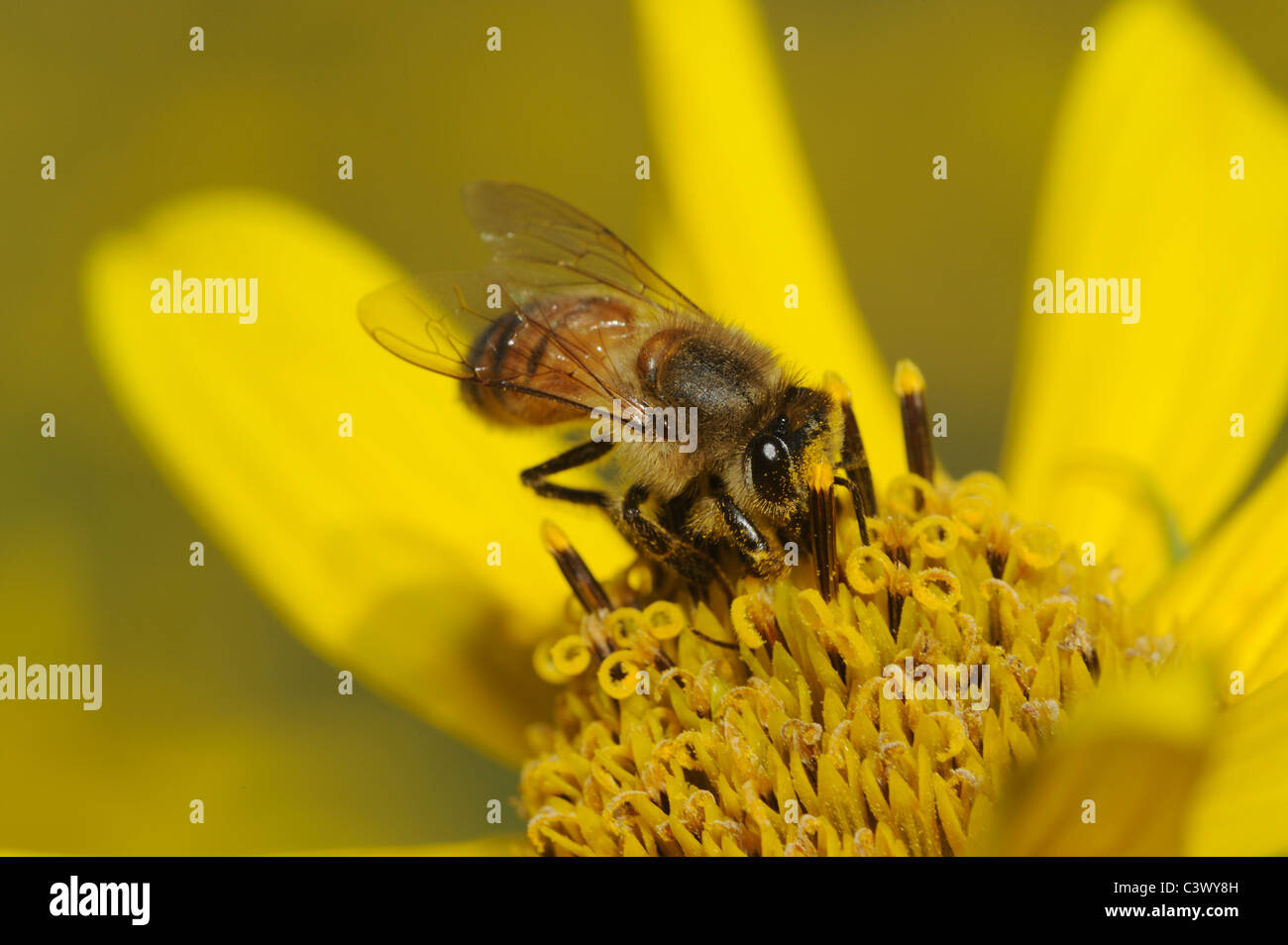 Il miele delle api (Apis mellifera), Adulto alimentazione su Maximilians girasole (Helianthus maximilianii), Comal County, Hill Country, Texas Foto Stock