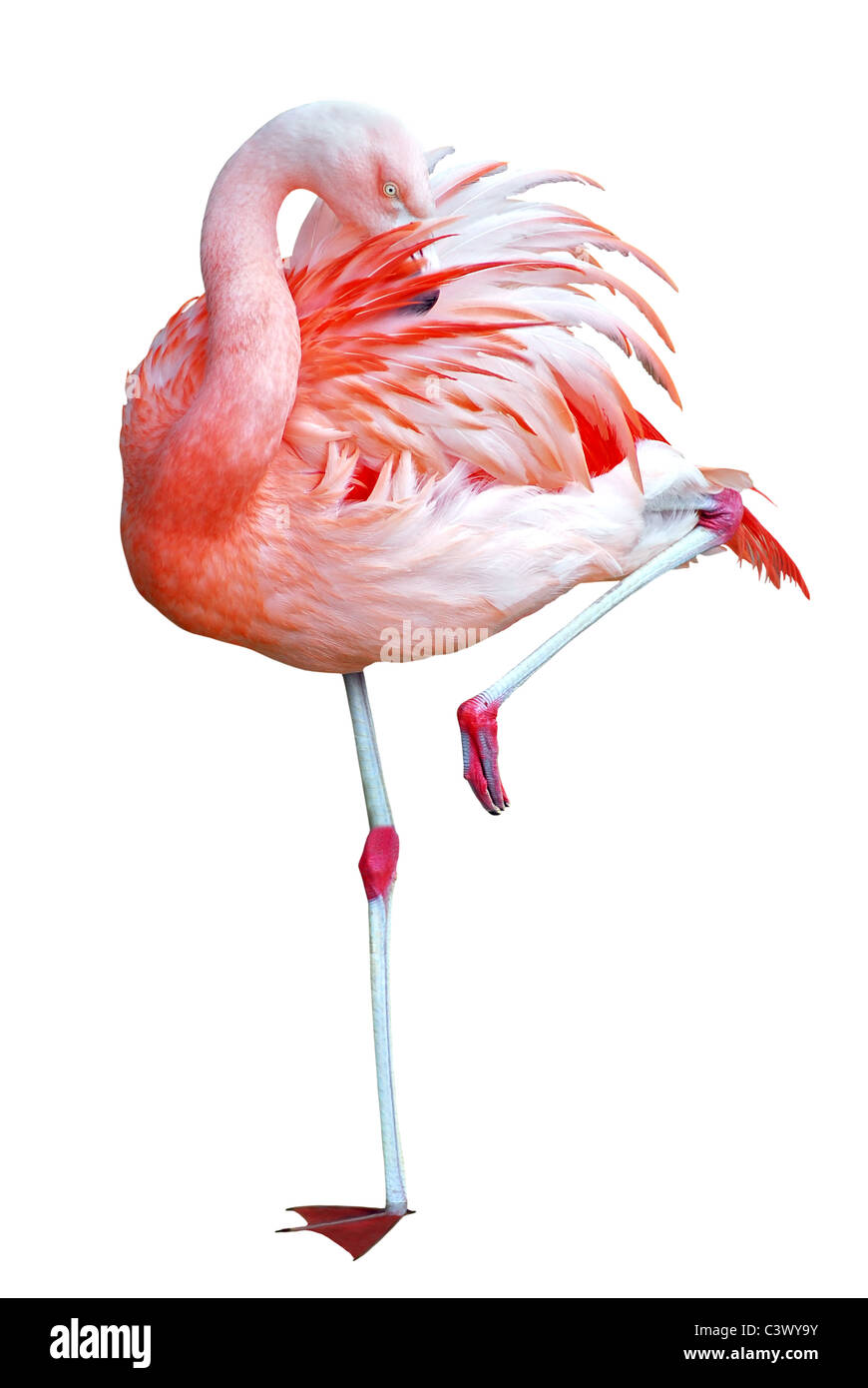 Flamingo (Phoenicopterus) su una gamba, la testa in piume, isolati su sfondo bianco Foto Stock