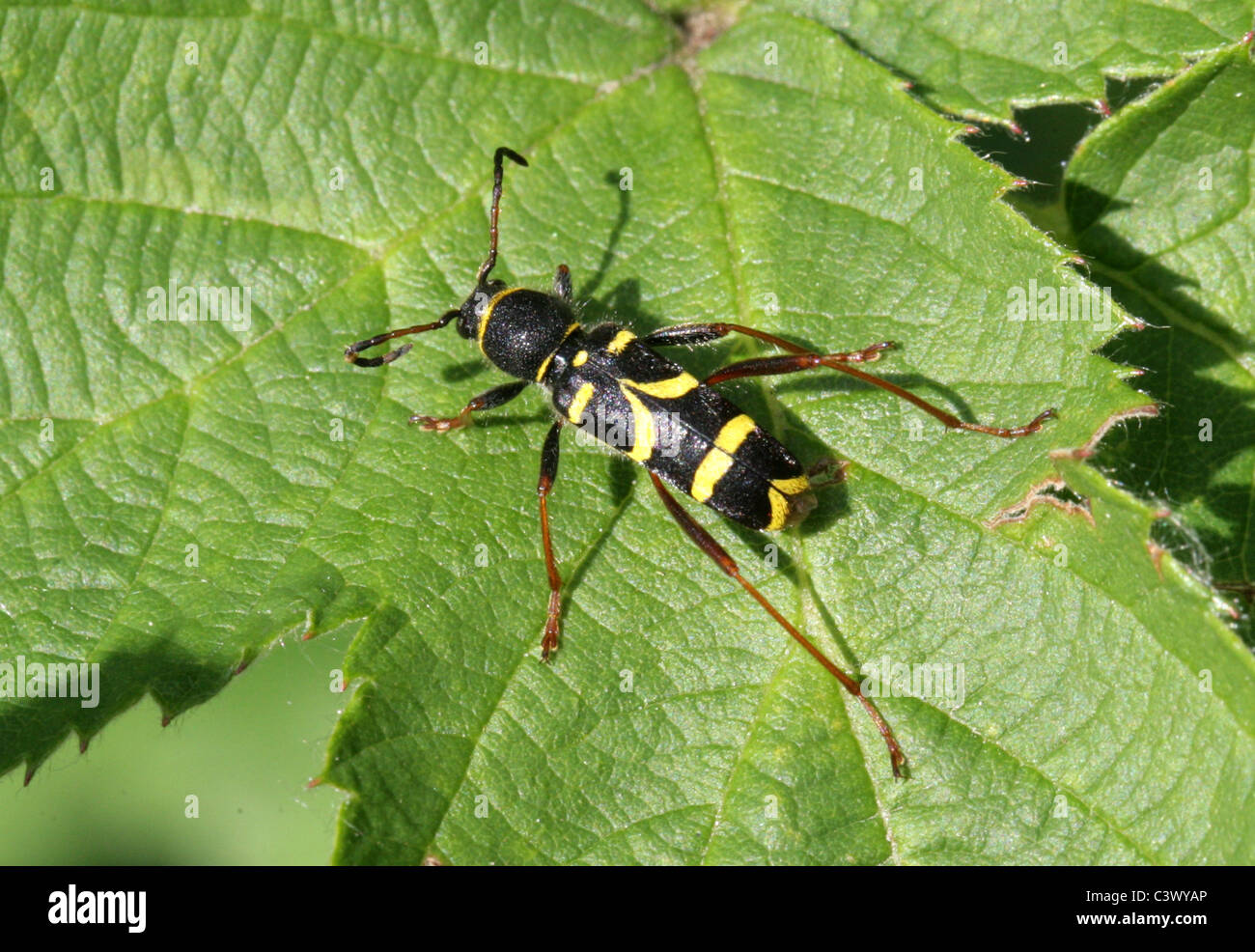 Wasp Beetle, Clytus arietis, Cerambycidae, Chrysomeloidea, coleotteri. Foto Stock