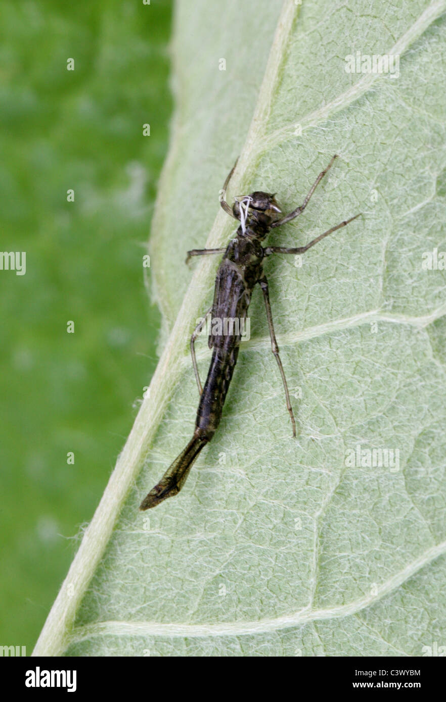 Vuoto casta Damselfly dopo insetto ha sparso è la pelle e volato. Foto Stock