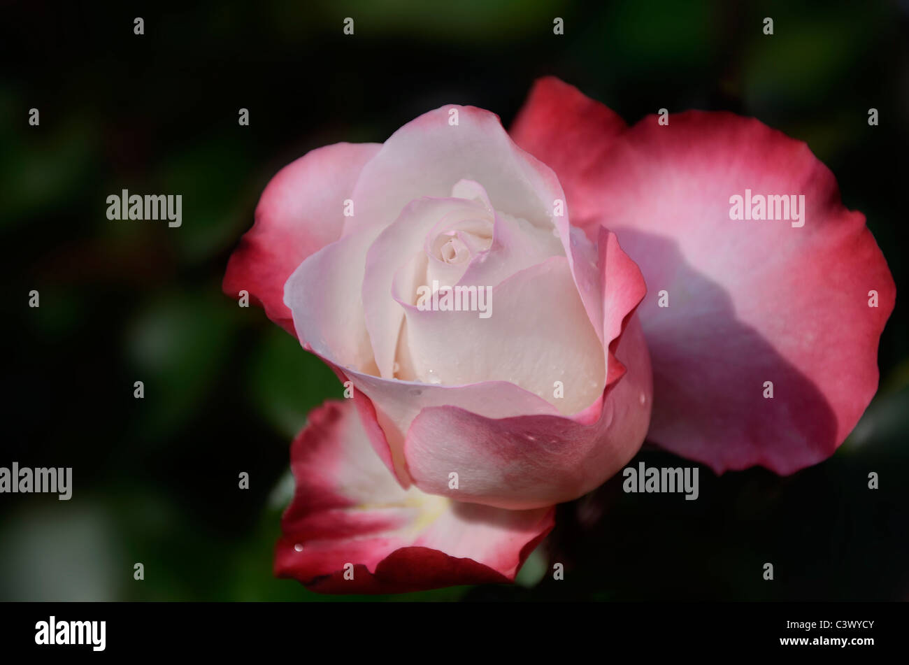 Un romantico rosso bianco rose fiore sfocare lo sfondo verde acqua aperta delle gocce di pioggia lascia fiorire blossom prosperare giardino luce bush Foto Stock