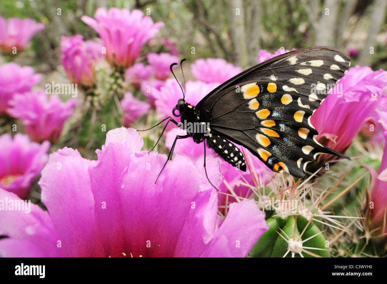 Nero a coda di rondine (Papilio polyxenes), alimentazione maschio su fragola Hedgehog (Cactus Echinocereus enneacanthus), Laredo, Texas Foto Stock