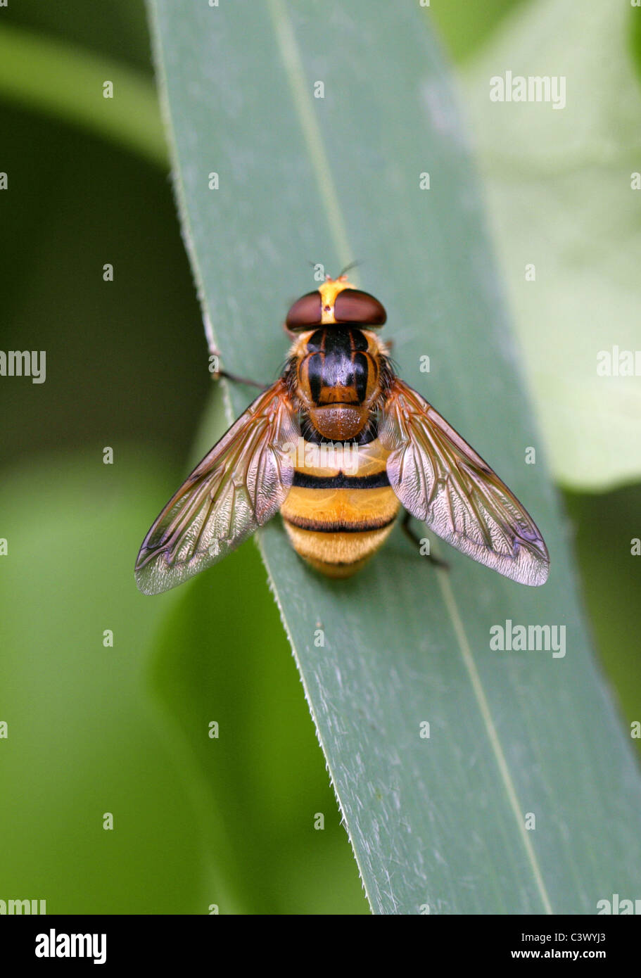 Grande giallo Hoverfly, Volucella inanis, Syrphidae, Diptera. Syn. Musca inanis, Musca annulata, Volucella annulata. Hornet Mimic Foto Stock