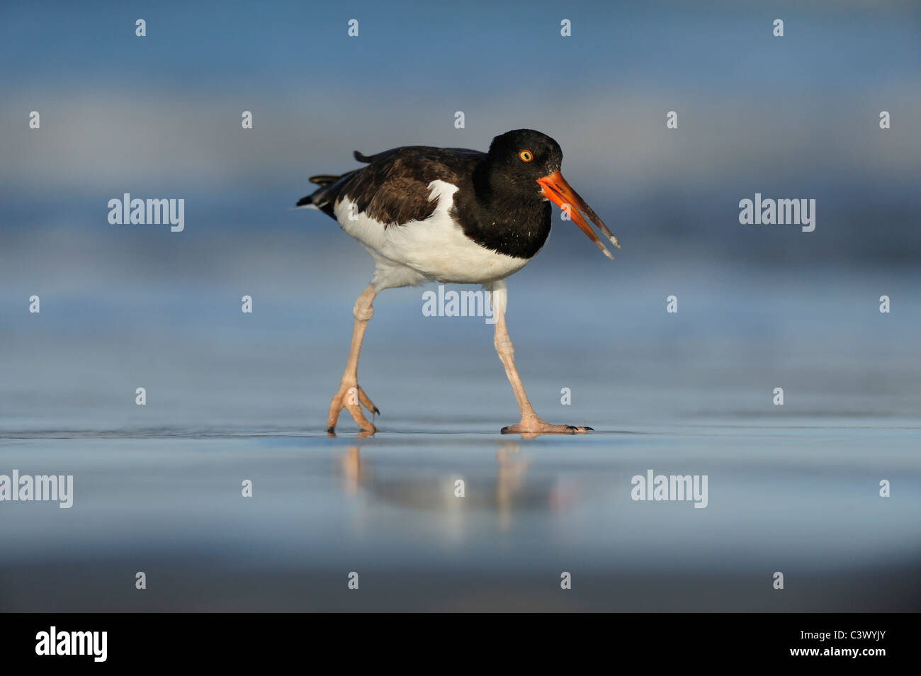 American Oystercatcher (Haematopus palliatus), immaturi, Port Aransas, Mustang Island, costa del Texas, Stati Uniti d'America Foto Stock