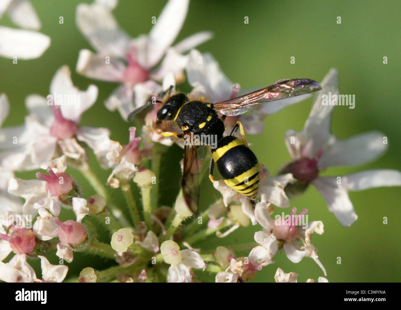 Mason Wasp, Ancistrocerus trifasciatus, Vespidae (Eumenidae), Vespoidea, Apocrita, Hymenoptera Foto Stock