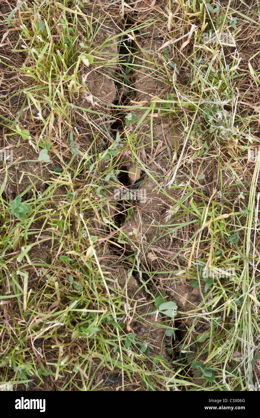 22.5.2011 crepe nel suolo in un campo di agricoltori a causa della siccità. Foto Stock