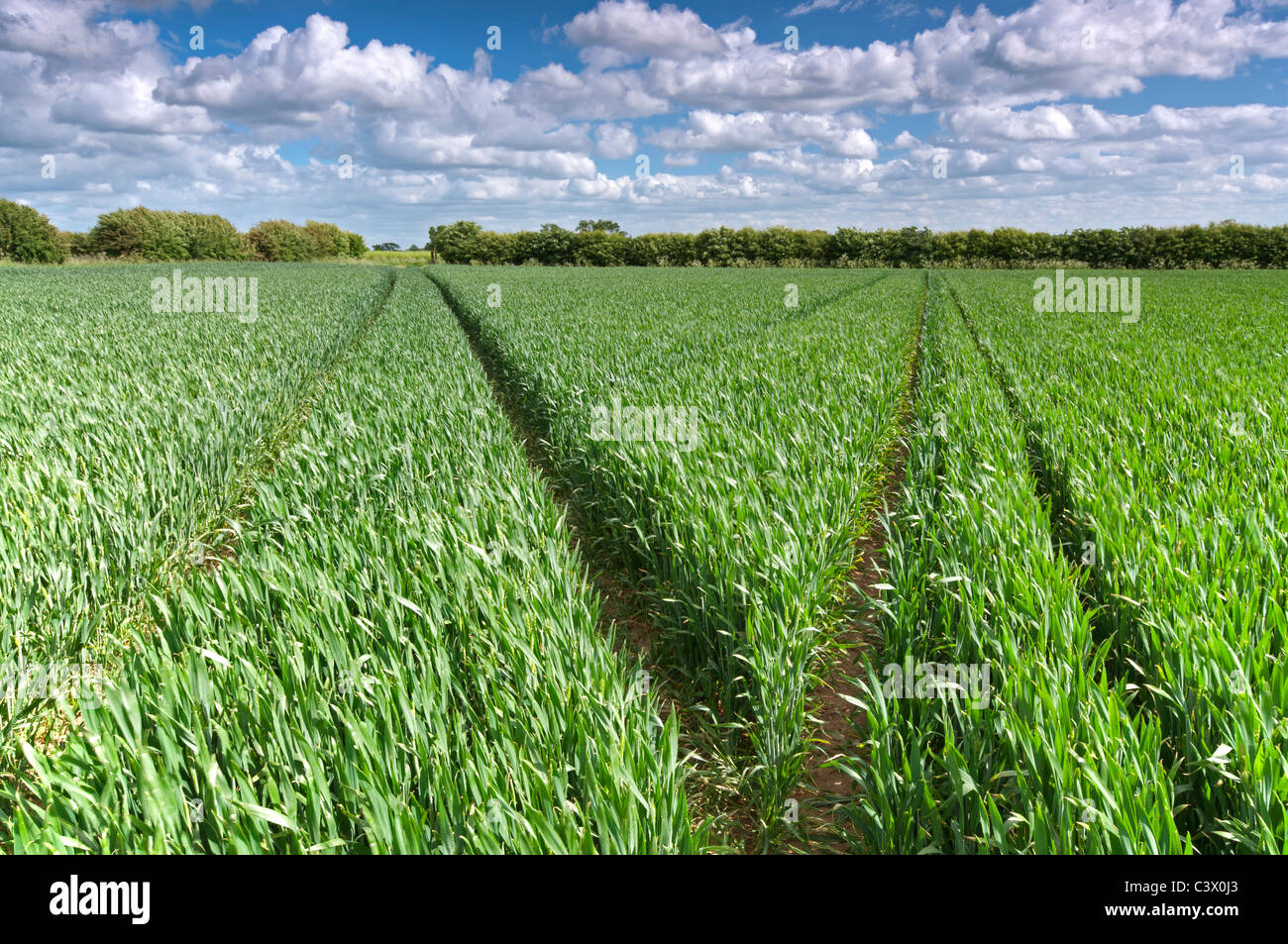 Il raccolto di mais che cresce in un campo nei pressi di Wysall, Nottinghamshire, maggio 2011. Foto Stock