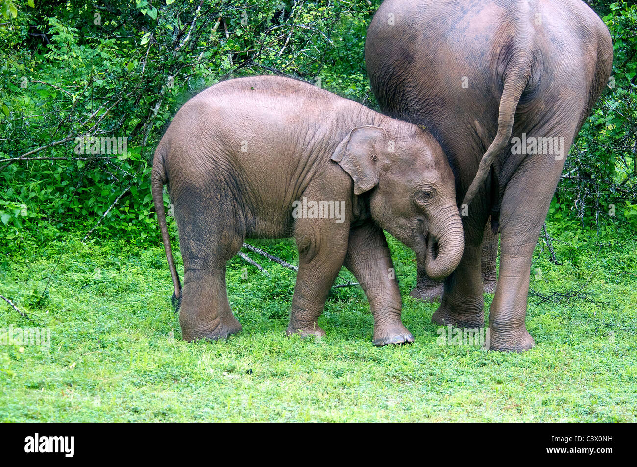 Baby Elephant con la madre Yala National Park Sud Sri Lanka Foto Stock