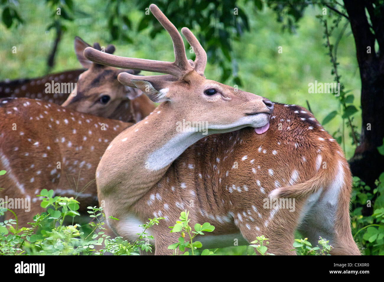 Spotted deer lavaggio Yala National Park Sud Sri Lanka Foto Stock