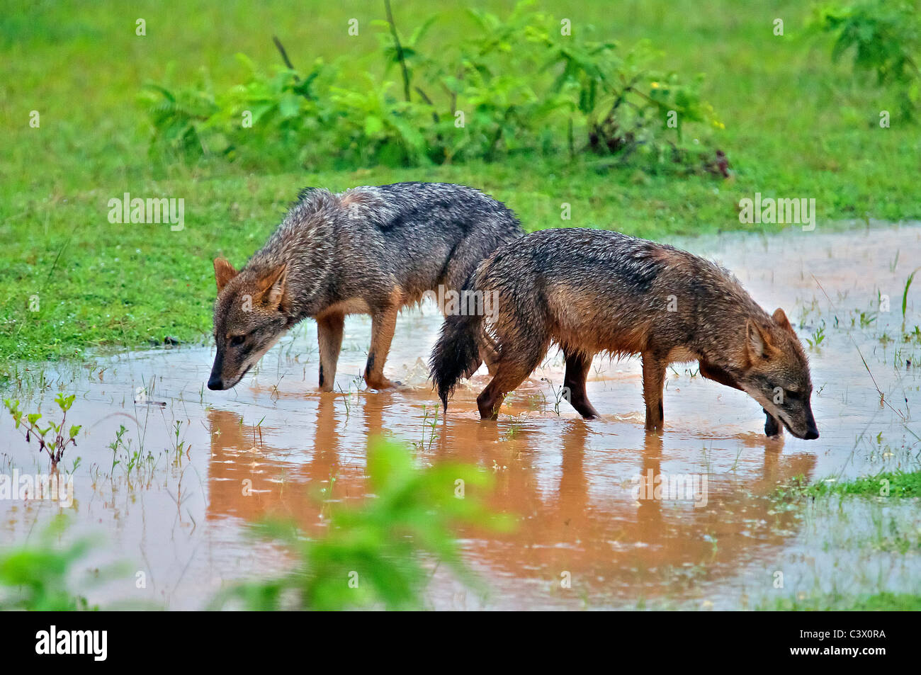 Due sciacalli wading nel flusso Yala National Park Sud Sri Lanka Foto Stock