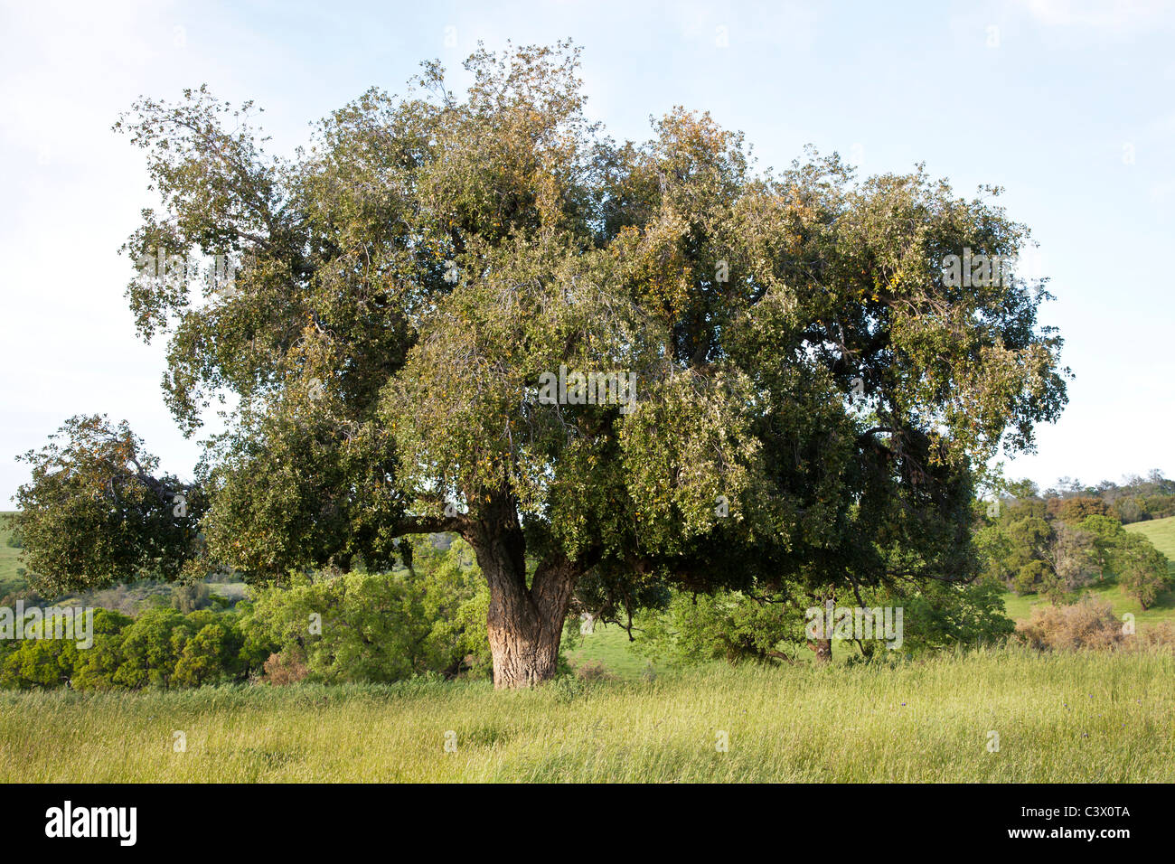 Cork Oak tree, primavera Foto Stock