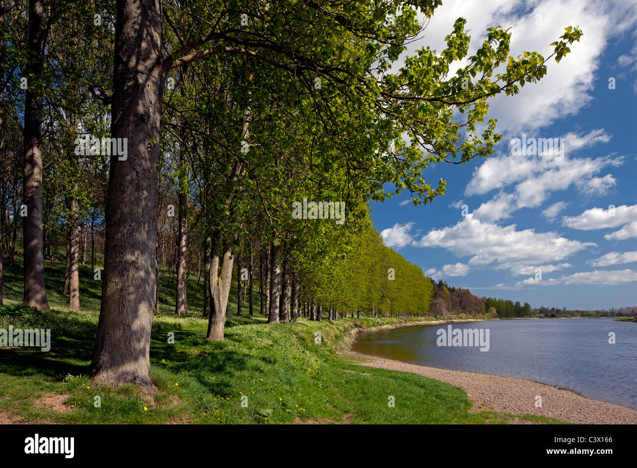 Primavera vista lungo il fiume Tweed nelle vicinanze Paxton House, Berwickshire, Scottish Borders Foto Stock