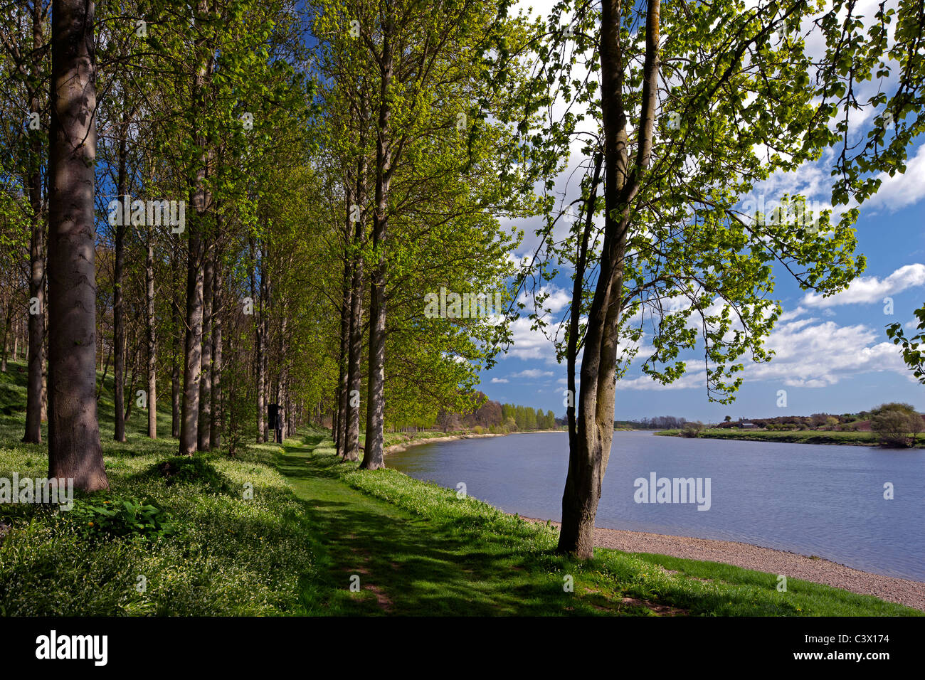 Primavera vista lungo il fiume Tweed nelle vicinanze Paxton House, Berwickshire, Scottish Borders Foto Stock
