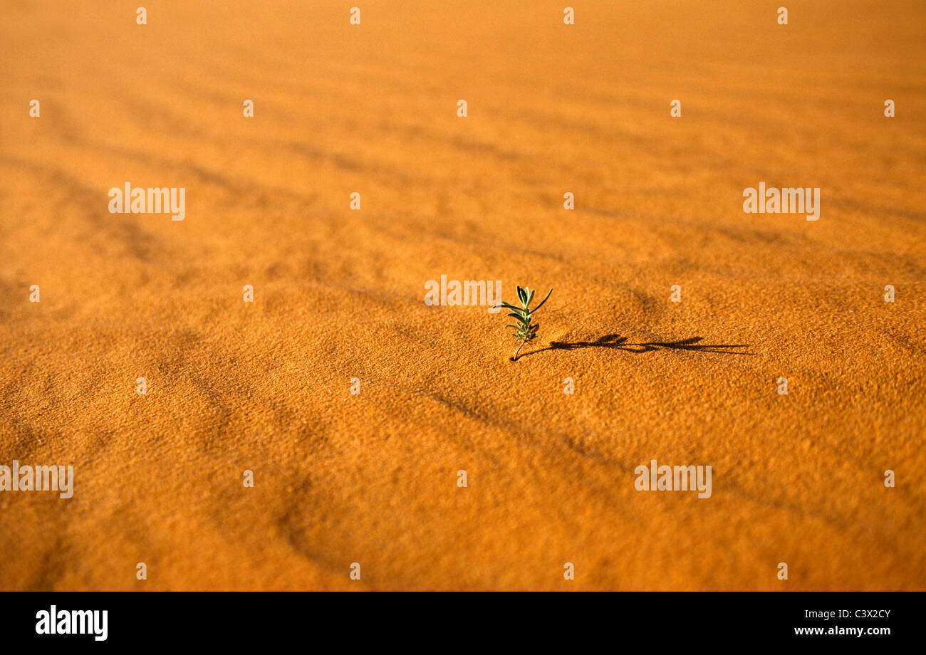 Algeria, Djanet, Sahara dessert, piccola pianta superstite in sabbia. Foto Stock
