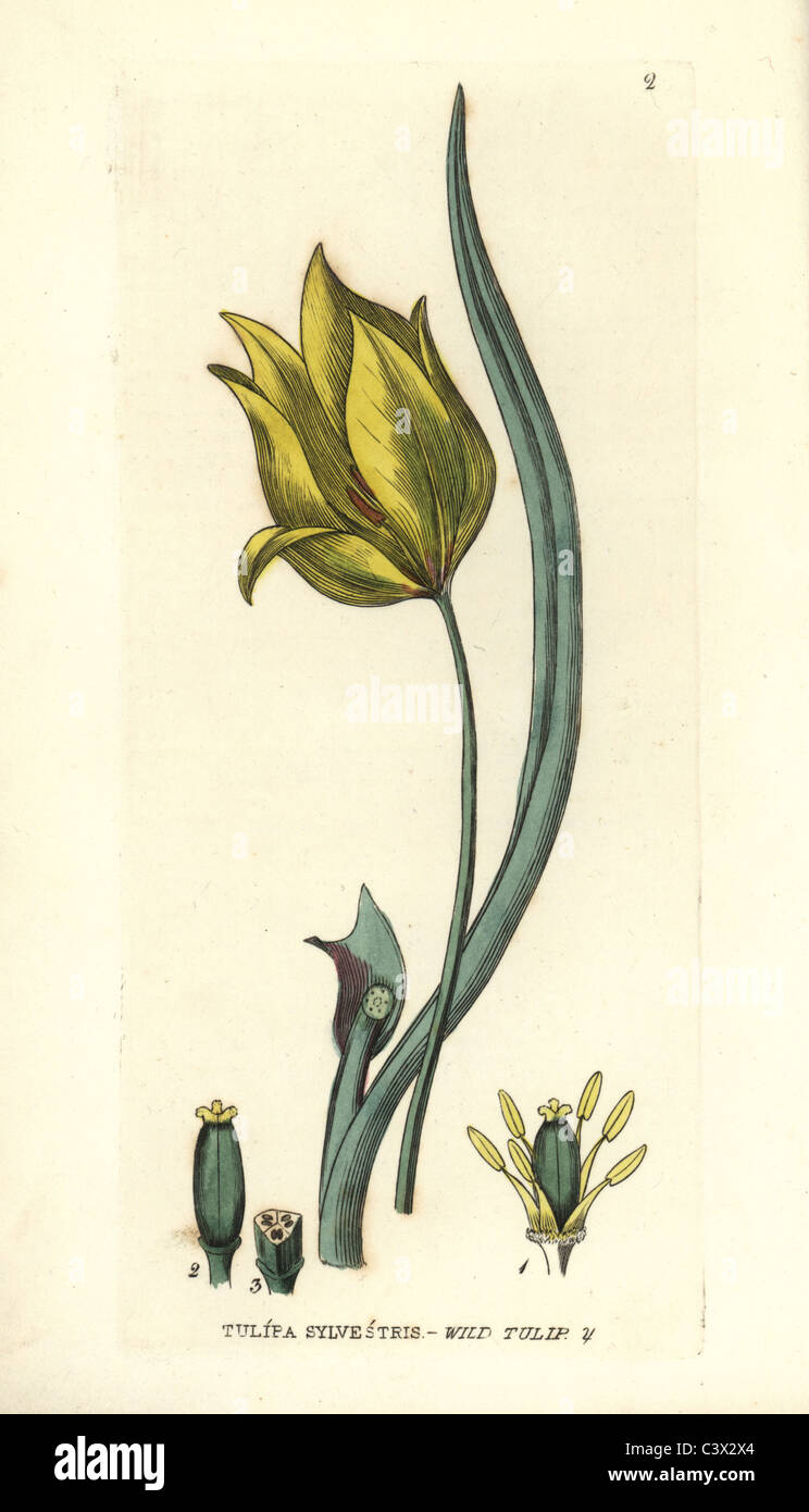 Tulipano selvatico, Tulipa sylvestris. Foto Stock