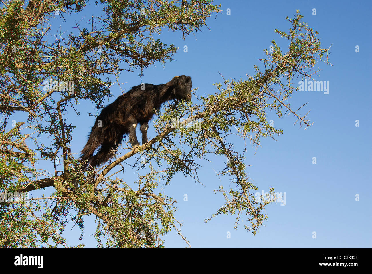 L'Argan (alberi di Argania spinosa) presso le colline pedemontane dell'Anti-Atlas montagne spesso sono saliti da capre. Il Marocco. Foto Stock