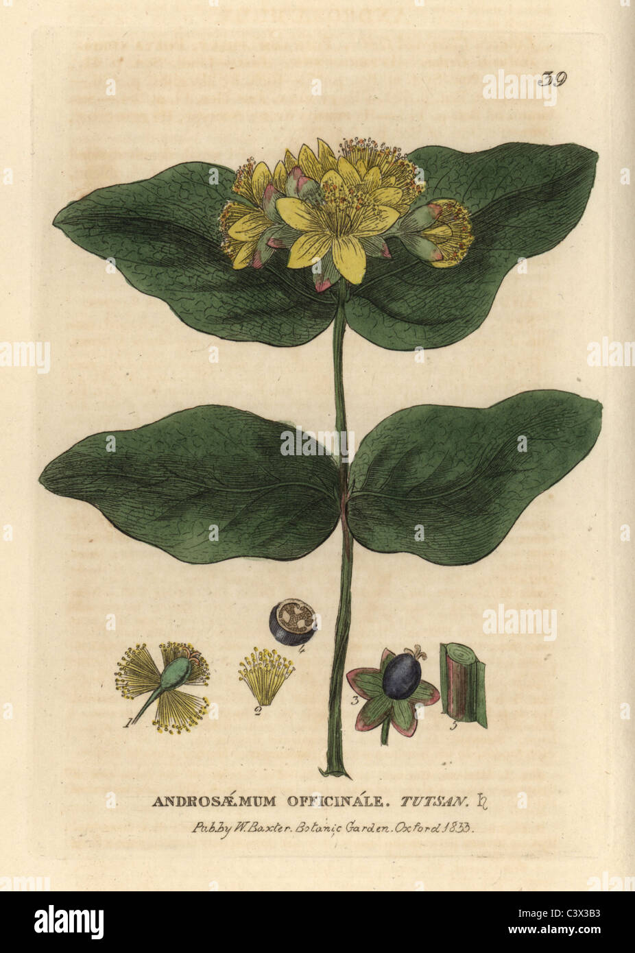 Tutsan, hypericum androsaemum. Foto Stock