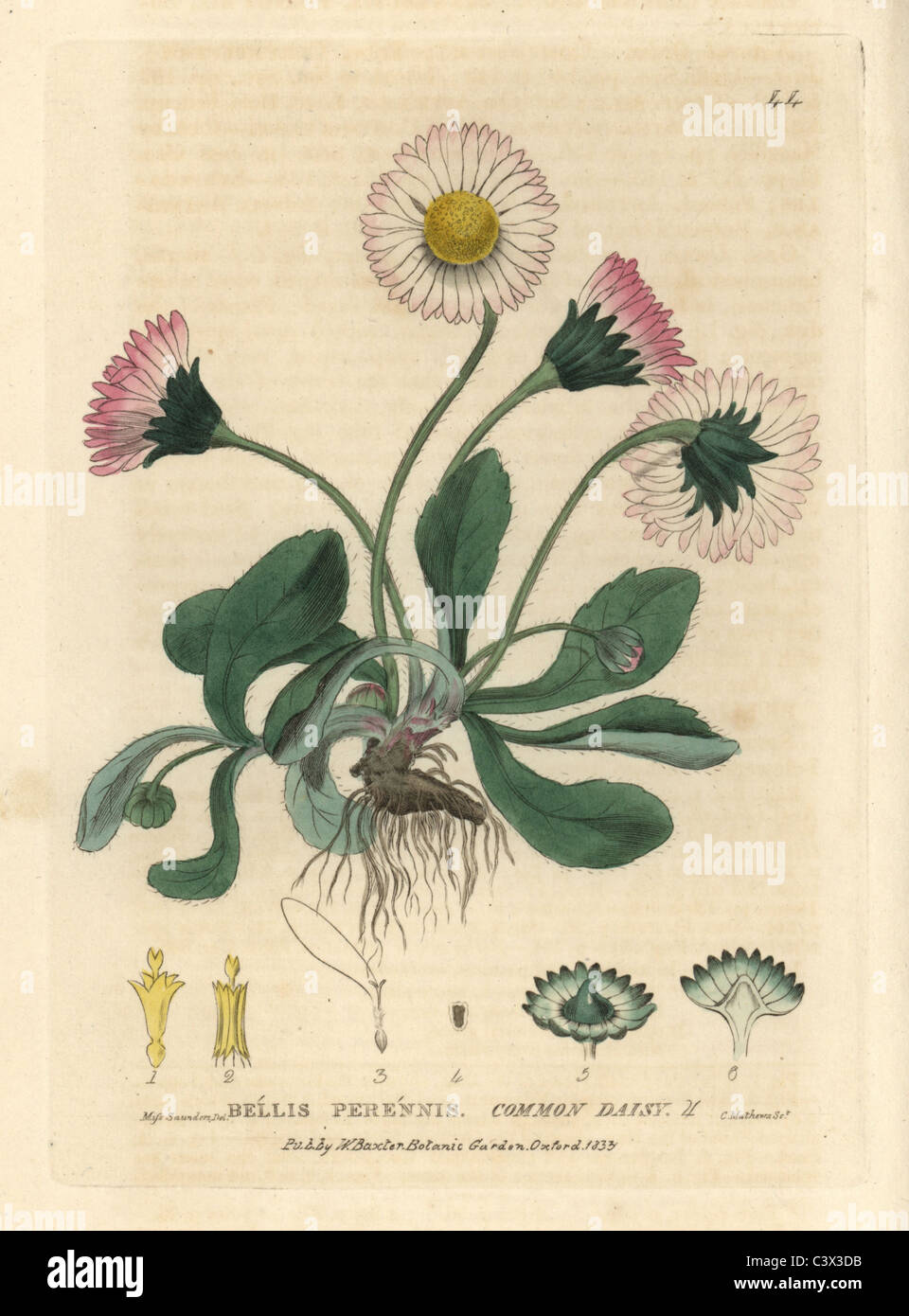 Daisy, Bellis perennis. Foto Stock