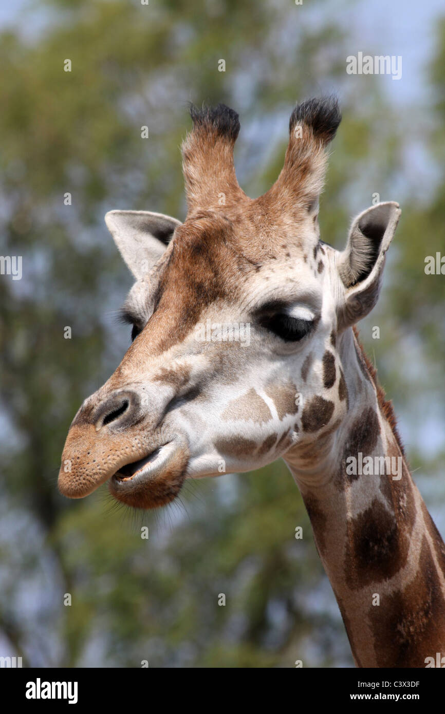 Ritratto di una giraffa Rothschild Foto Stock