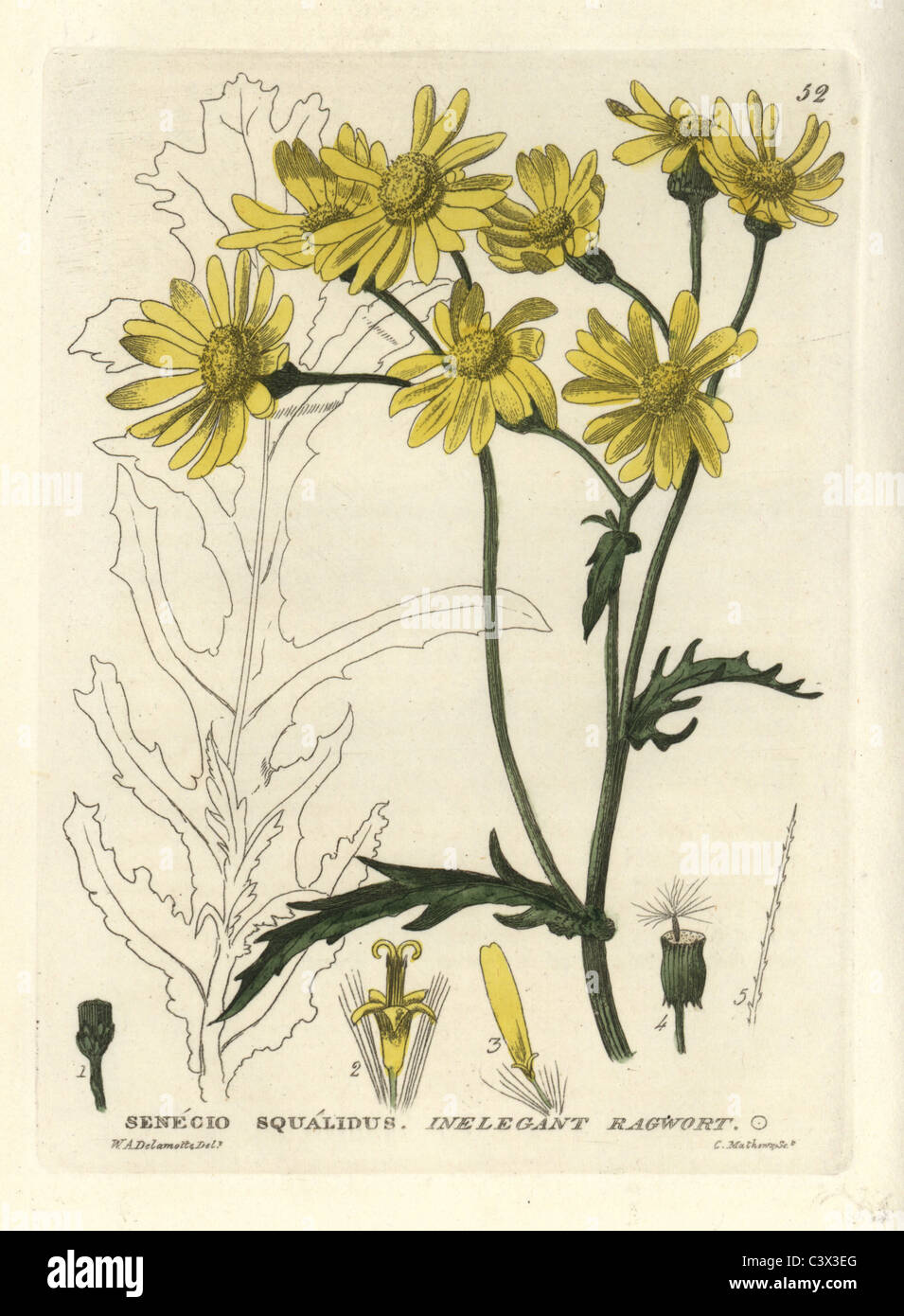 Ineleganti o Oxford erba tossica, Senecio squalidus. Foto Stock