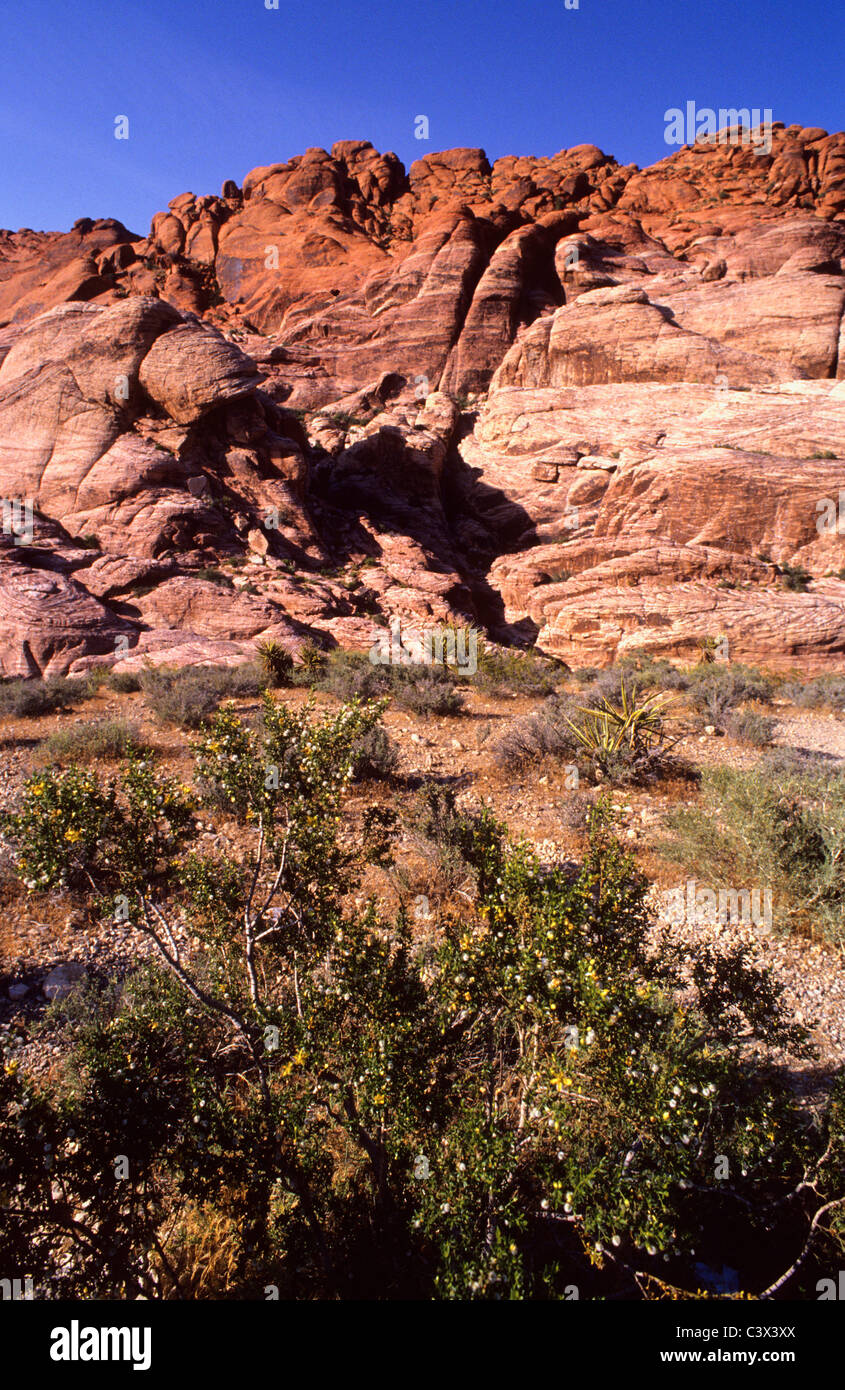 Il Red Rock Canyon National Conservation Area in Nevada riceve 1. 2 milioni di visitatori l'anno. Foto Stock