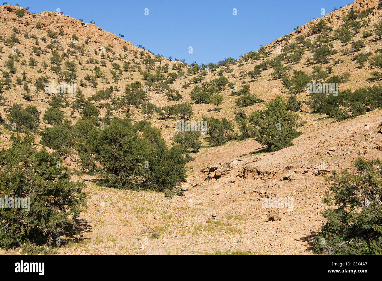 Pendio montano over-coltivate con alberi di Argan (Argania spinosa) nell'Anti-Atlas montagne nel sud-ovest del Marocco. Foto Stock