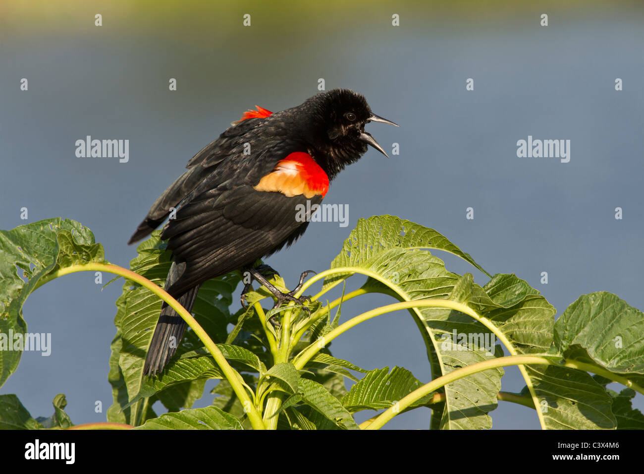 Rosso-winged blackbird, Agelaius phoeniceus, Venezia, Florida Foto Stock